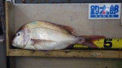 堺漁港　21時にマダイがヒット