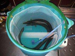 和歌川河口　エイの猛攻の中、ブッコミ釣りでウナギ2匹　