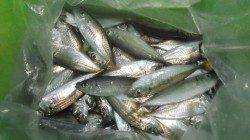 本荘人工島　夕方のサビキ釣りで豆アジ105匹　サヨリの群れも確認