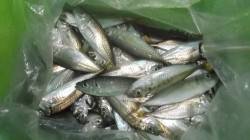 本荘人工島　夕方のサビキ釣りで豆アジ105…