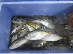 白浜見草の堤防にてサビキ、魚種多様に釣れま…