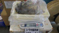 堺漁港でFamilyサビキ・エギング☆やったー！初アオリ！