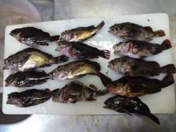 本荘人工島　穴釣りでメバル・タケノコメバル…