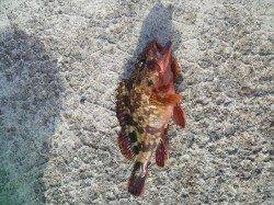 高砂港での短時間釣行、パワーイソメでガシラ