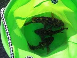 高砂港での短時間釣行、パワーイソメでガシラ…