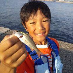 高砂港でのルアーとサビキの釣果