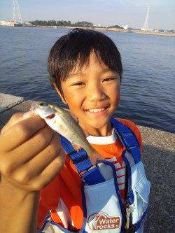 高砂港でのルアーとサビキの釣果