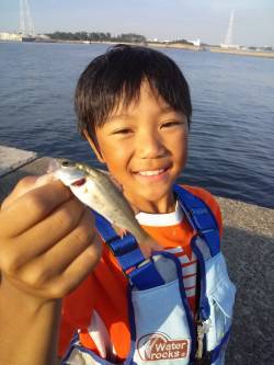 高砂港でのルアーとサビキの釣果