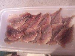 高砂港でのルアーとサビキの釣果