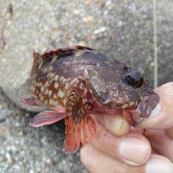 東二見人工島　テトラ周りの穴釣りでガシラ〜15cm3匹