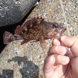 東二見人工島　テトラ周りの穴釣りでガシラ〜15cm3匹