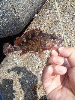東二見人工島　テトラ周りの穴釣りでガシラ〜15cm3匹