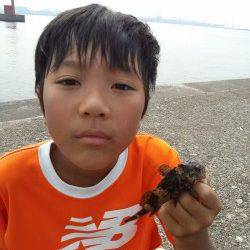 高砂港　穴釣りでアコウ狙いもガシラ＆タケノコメバル