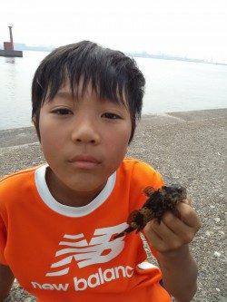 高砂港　穴釣りでアコウ狙いもガシラ＆タケノコメバル