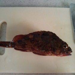 高砂港　穴釣りでアコウ狙いもガシラ＆タケノコメバル