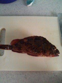 高砂港　穴釣りでアコウ狙いもガシラ＆タケノコメバル