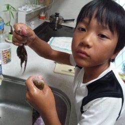 東二見でオクトパッシング、マダコＧＥＴ！