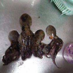 東二見でオクトパッシング、マダコＧＥＴ！