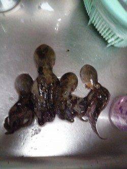 東二見でオクトパッシング、マダコＧＥＴ！