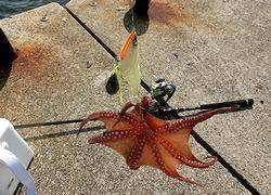 汐見埠頭、朝からのオクトパッシング釣果