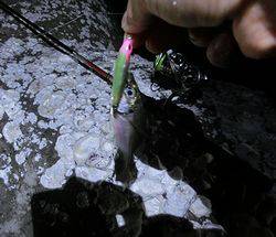 箱作でナイトルアゲーム　シンペンでアジ&a…