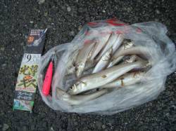 鰯浜の波止　ちょい投げでキス〜21cm20…