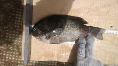 沖の一文字でウキ釣り・イシゴカイでグレ大漁♪