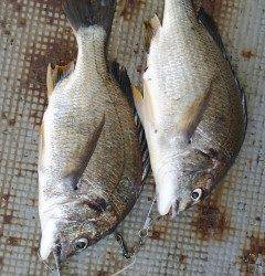 中波止でウキ釣り　キビレ43cm!