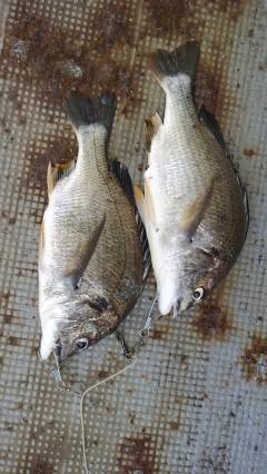 中波止でウキ釣り　キビレ43cm!