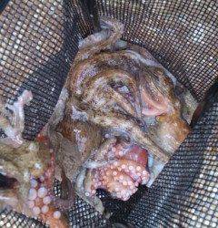 渡船を利用してタコ釣り　連日好釣