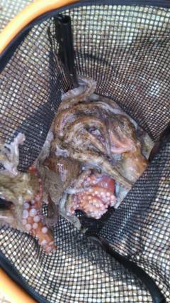 渡船を利用してタコ釣り　連日好釣