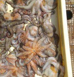 岸和田・タコはまだまだ釣れています！