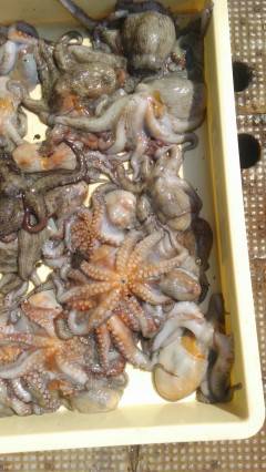 岸和田・タコはまだまだ釣れています！