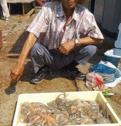 岸和田・タコはまだまだ釣れています！
