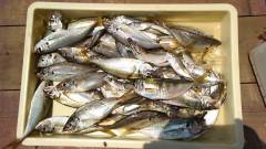 沖の一文字でサビキ釣り　良サイズが釣れてい…