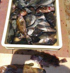 沖の一文字、しらさの浮き釣りで根魚& チヌ