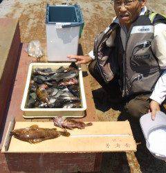 沖の一文字、しらさの浮き釣りで根魚& チヌ