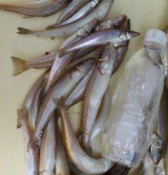 沖の一文字で20センチ前後のキス20匹の釣果