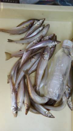 沖の一文字で20センチ前後のキス20匹の釣…