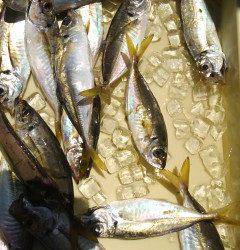 沖の一文字で飛ばしサビキ、25cmまでのアジ18匹！！