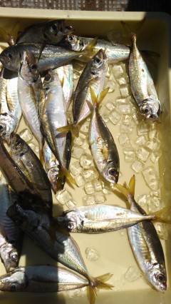 沖の一文字で飛ばしサビキ、25cmまでのア…