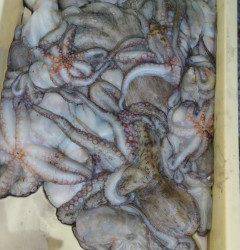 岸和田一文字のタコ好調です☆