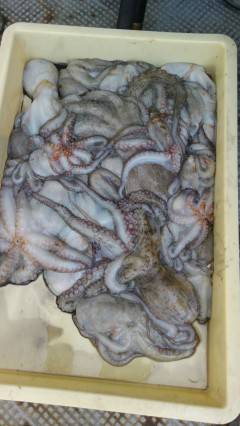 岸和田一文字のタコ好調です☆