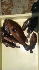 岸和田沖一文字　アコウ35㎝とガシラ