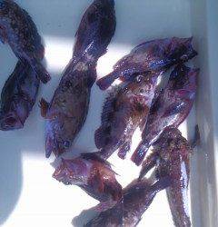 12日の沖の一文字釣果　オコゼとガシラ