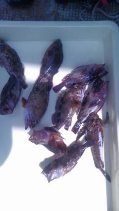 12日の沖の一文字釣果　オコゼとガシラ