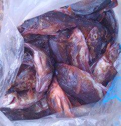 沖の一文字、ウキ釣りで32cmのアコウやガシラの釣果☆