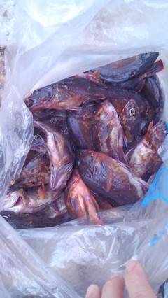 沖の一文字、ウキ釣りで32cmのアコウやガシラの釣果☆