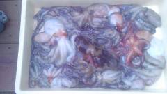 岸和田一文字　タコの好調持続☆