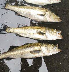 中波止で良型ハネの釣果♪
